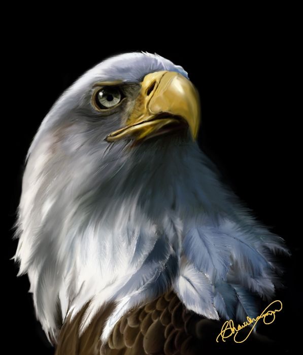 eagle - Arch Arts