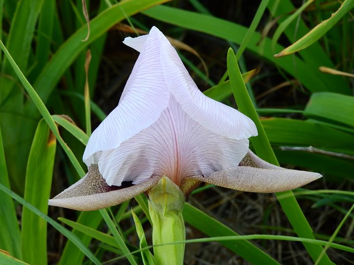 The most beautiful irises in israel - stuts