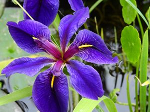 Beautiful Iris flower