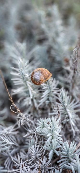 Snail Shell on Sage - KMH-Photography