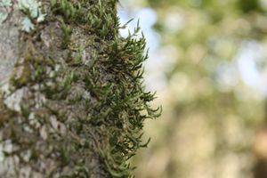 True Moss