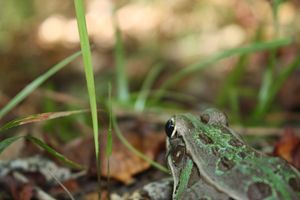 A Frog's Eye View
