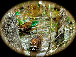 Swamp Coons - Nobility Ranch, Season M. Ellison