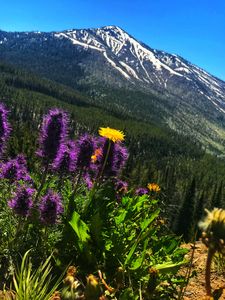 rocky mountain dandelion