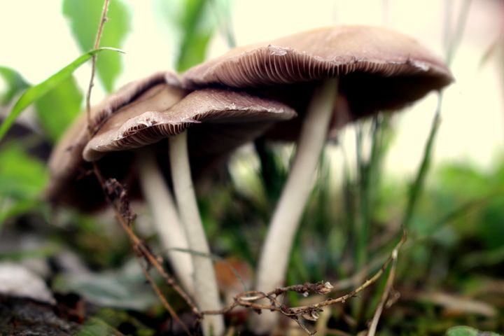 Mushroom Cluster - Kate Viola