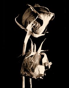 Waning Roses