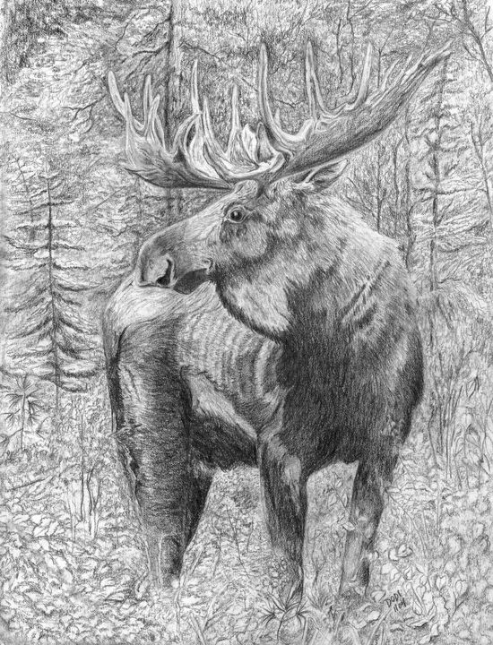 Moose Sketch Vector Images (over 1,300)