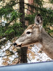 Deer Up Close - Emarie Gallery