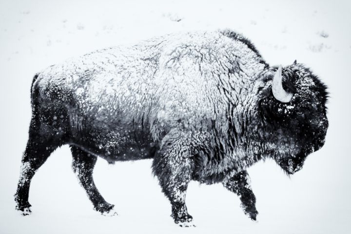 American Buffalo - Gallery 27 - Photography, Animals, Birds, & Fish ...
