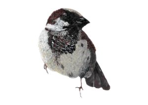 Sparrow / Pardal