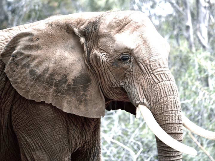 elephant face profile