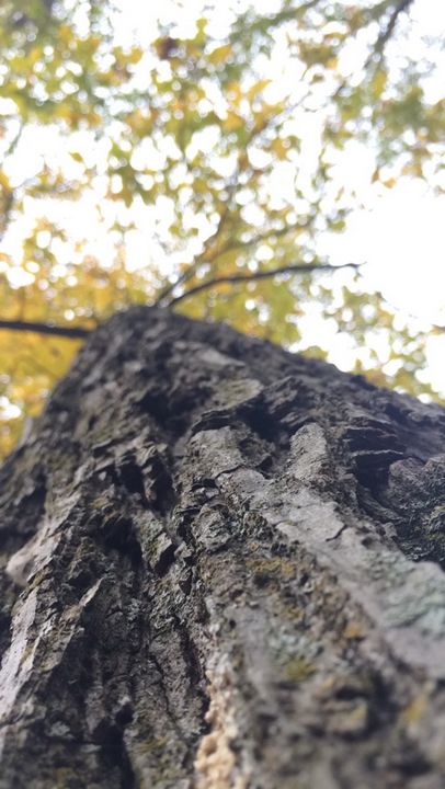 tree climber - Linguigi