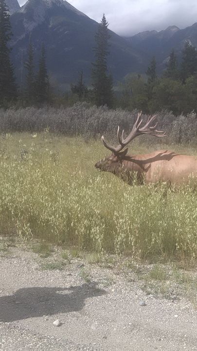 Elk of the Rockies - CandyKarma