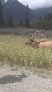 Elk of the Rockies
