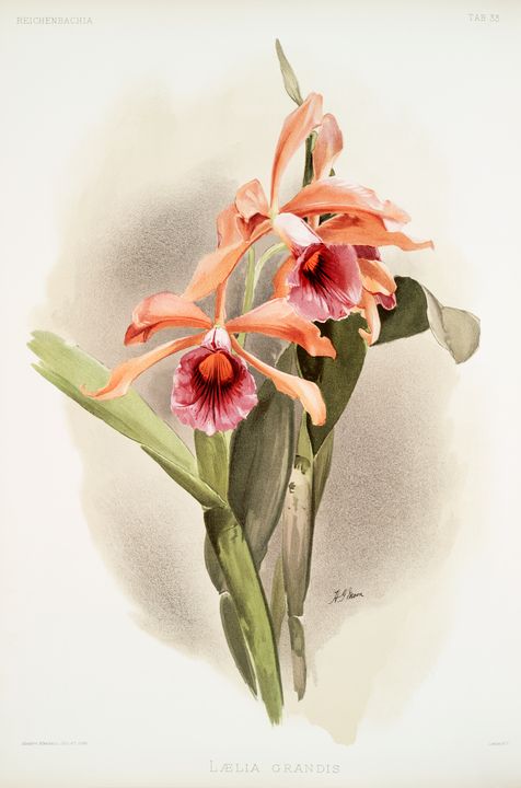 Lælia grandis Orchid - Eclectic Collective
