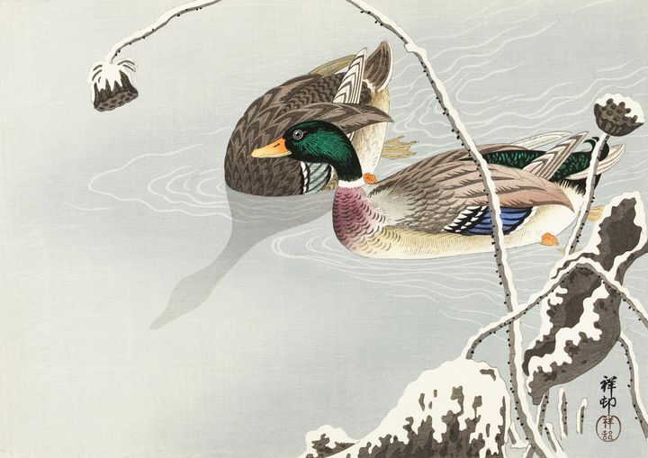 Two Mallards near a Snow-Covered Lot -  Jezzasway