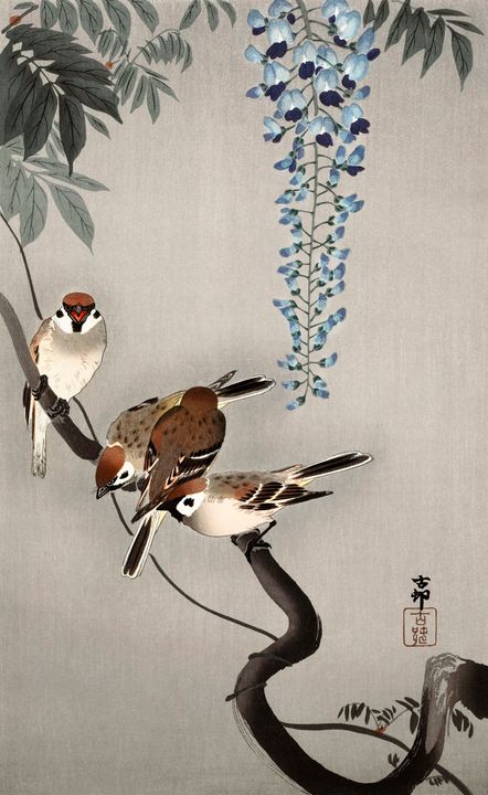 Ring Sparrows at Wisteria -  Jezzasway