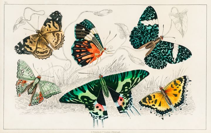 Collection of various Butterflies -  Jezzasway