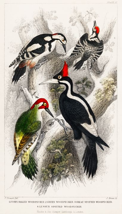Woodpeckers -  Jezzasway