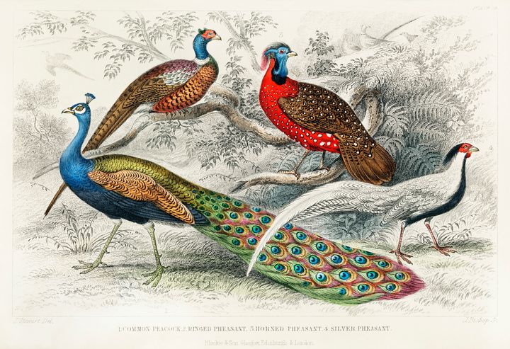Peacock and Pheasants -  Jezzasway