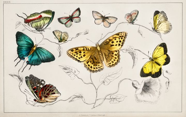 Various Butterflies -  Jezzasway
