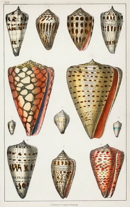 Collection Of Shells -  Jezzasway