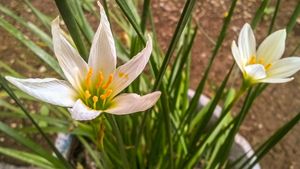 White Flower