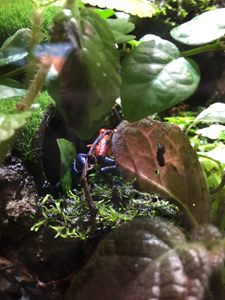 Blue & Red Frog