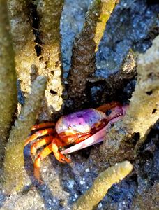 Florida Fiddler Crab