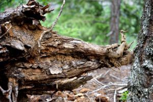 Hog Log - Jean Macaluso Fine Art