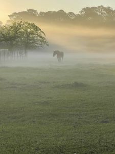 Horse in Fog
