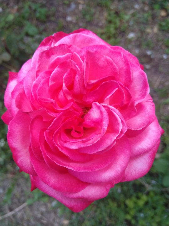 Rose pink - Love of nature