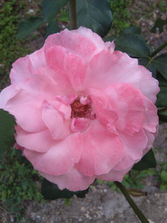 Pink rose - Love of nature