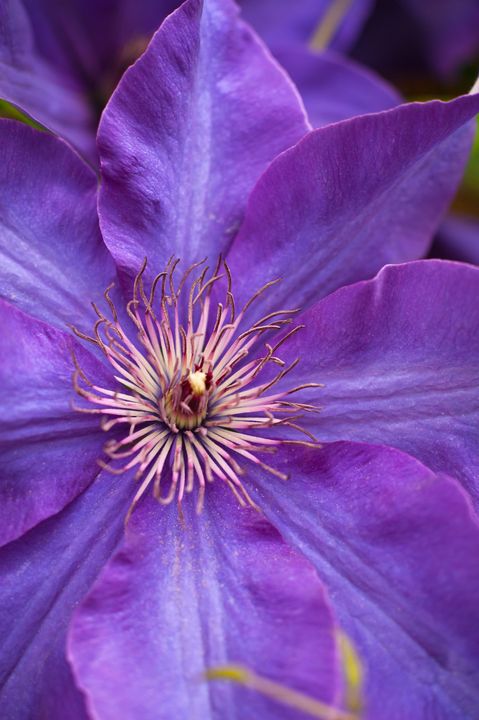 Purple Flower 05 - IONclad Gallery