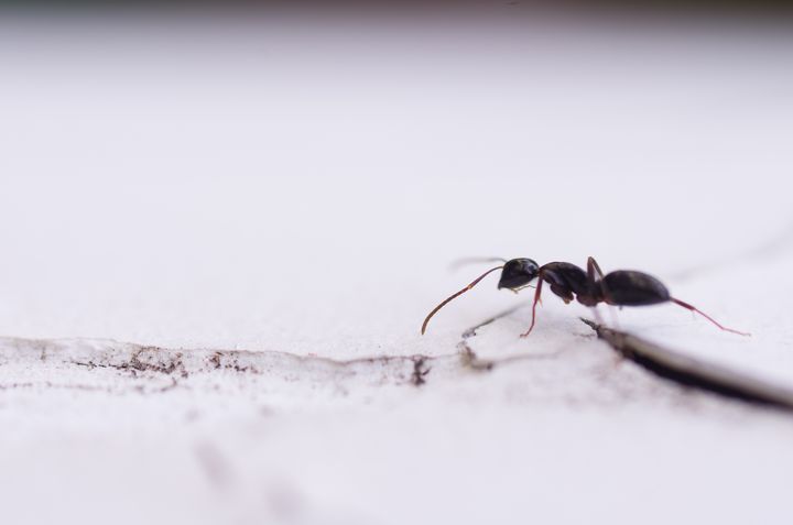 tiny ant - big world - IONclad Gallery
