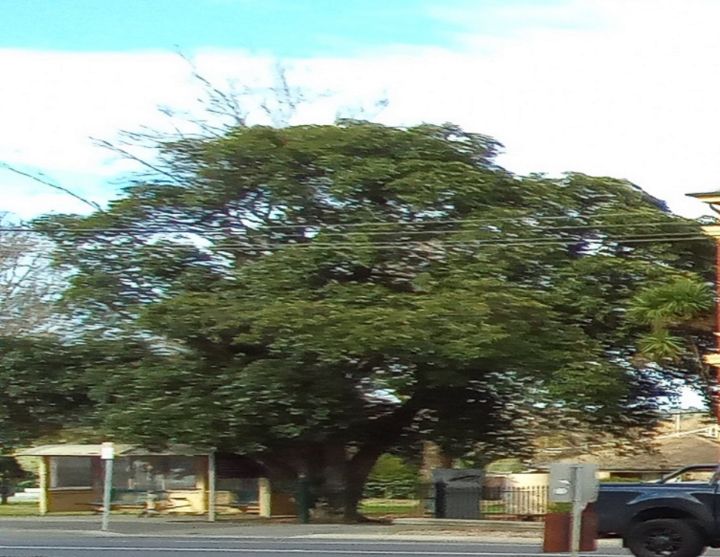 tree - themistoklis1 - Photography, Flowers, Plants, & Trees, Trees ...
