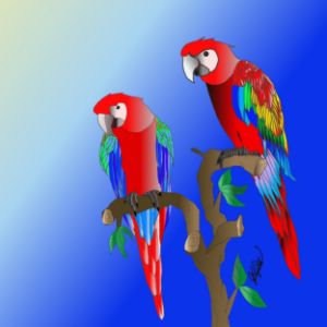 Macaws in the tree