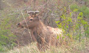 Elk in Cognito