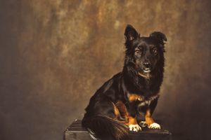 Painterly dog portrait