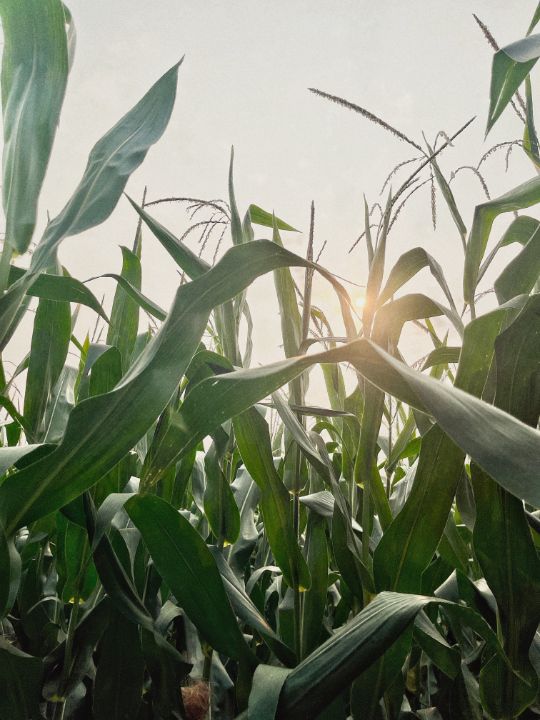 Corn Field Joseph Hamper, Jr. Photography, Flowers, Plants, & Trees