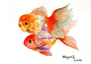 The couple of gold fishes