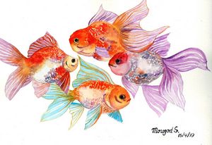The couple of gold fishes 3