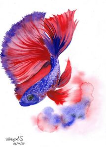 The Gorgeous fighting fish
