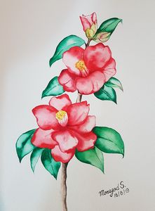 The pretty camellia