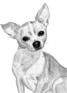 CHIHUAHUA COWBOY 8 - IMPACTEES STREETWEAR: ARTWORKS - Digital Art, Animals,  Birds, & Fish, Dogs & Puppies, Chihuahua - ArtPal