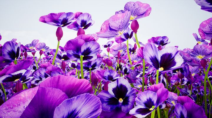 Violets In Bloom - NeworImage