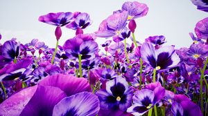 Violets In Bloom