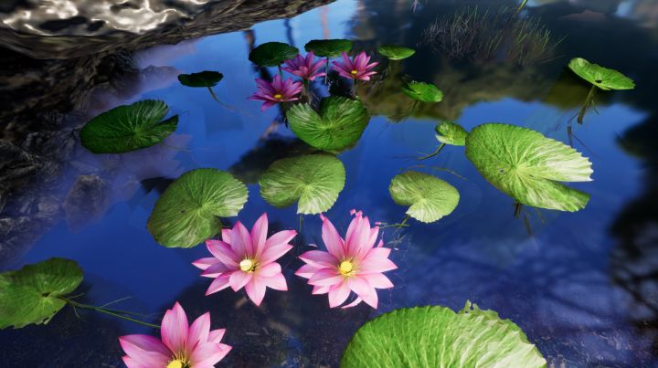 Pink Water Lilies - NeworImage