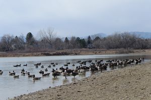 Geese at lake in Colorado