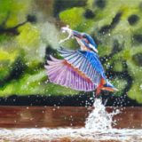 Kingfisher splash